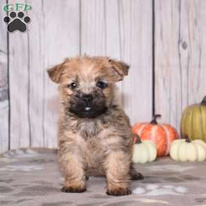 Neptune, Cairn Terrier Puppy